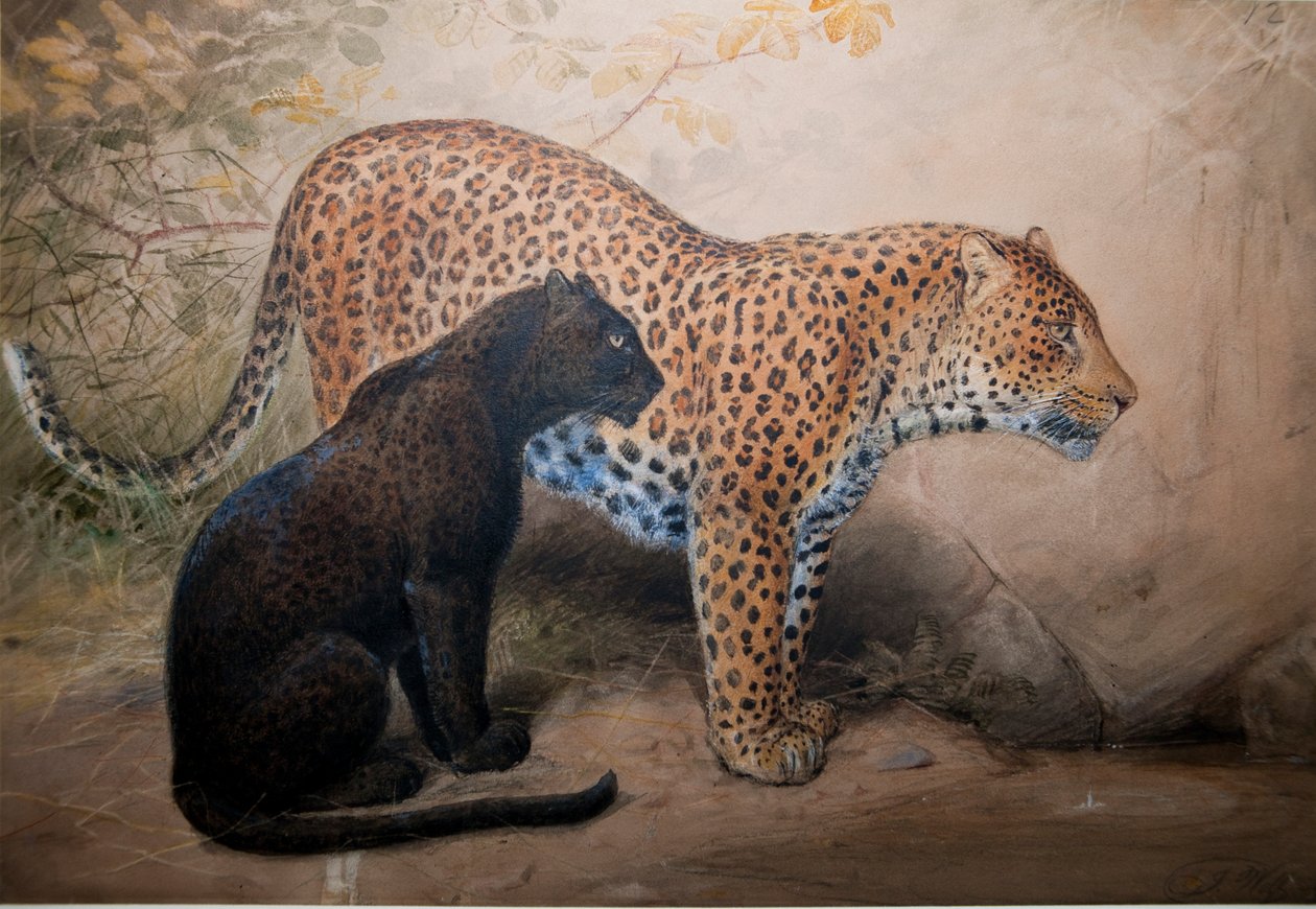 तेंदुए, 1851-69 द्वारा जोसेफ वुल्फ