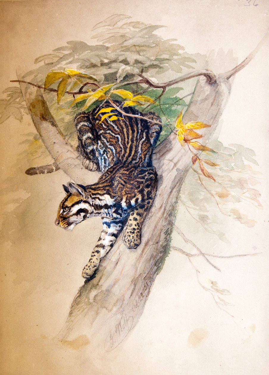 ओसेलॉट, 1851-52 द्वारा जोसेफ वुल्फ
