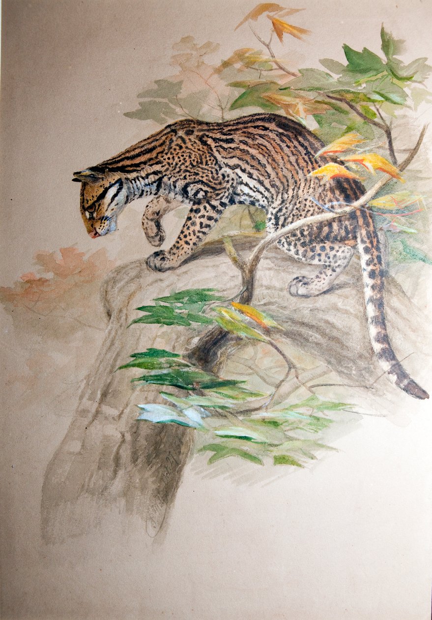 ओसेलॉट, 1851-52 द्वारा जोसेफ वुल्फ