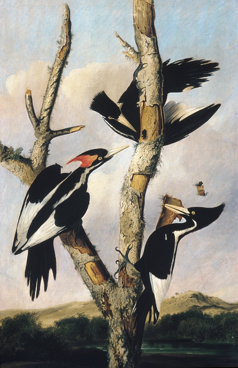 आइवरी-बिल्ड वुडपेकर्स, c.1830-31 द्वारा जोसेफ बार्थोलोम्यू किड