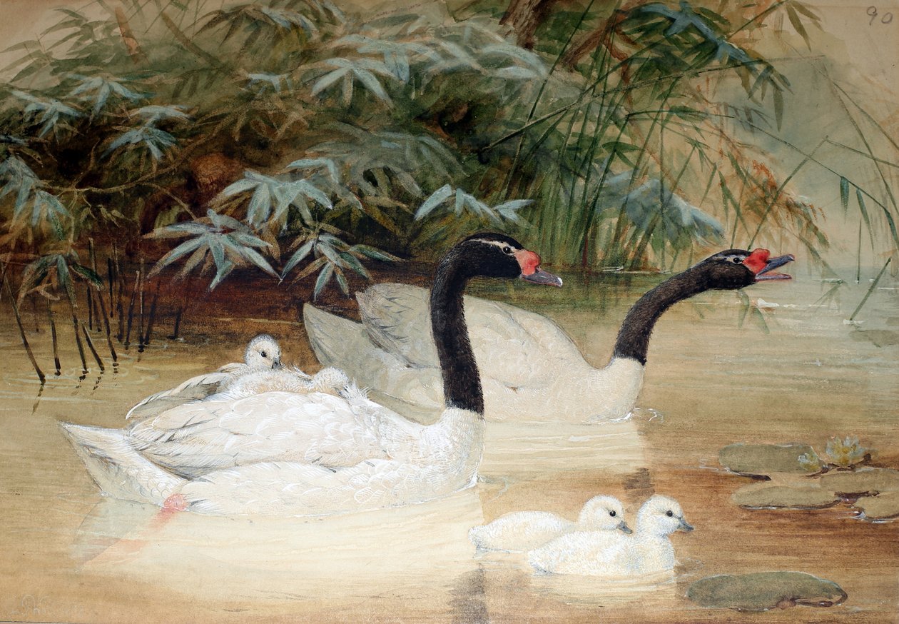 ब्लैक-नेक्ड स्वान (सिग्नस नाइग्रीकोलिस), 1852-54 द्वारा जोसेफ वुल्फ