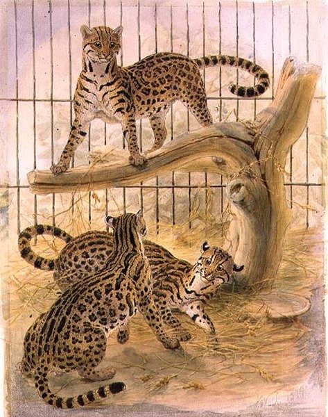 एक पिंजरे में Ocelots द्वारा जोसेफ वुल्फ