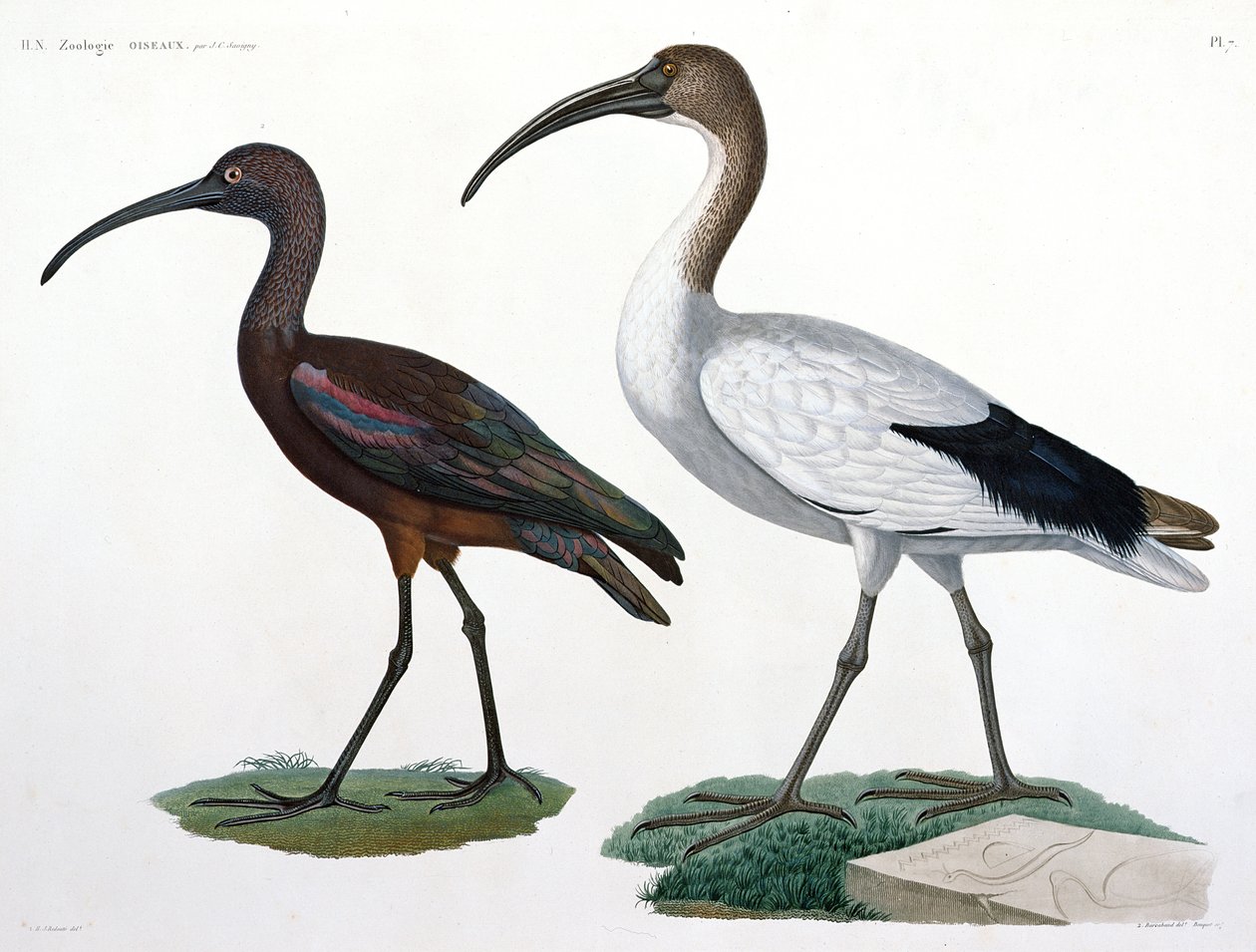 इब्सीस, &39;विवरण डी ल&39;एप्टे&39;, 1817 से द्वारा जूल्स सीज़र सविन्गे
