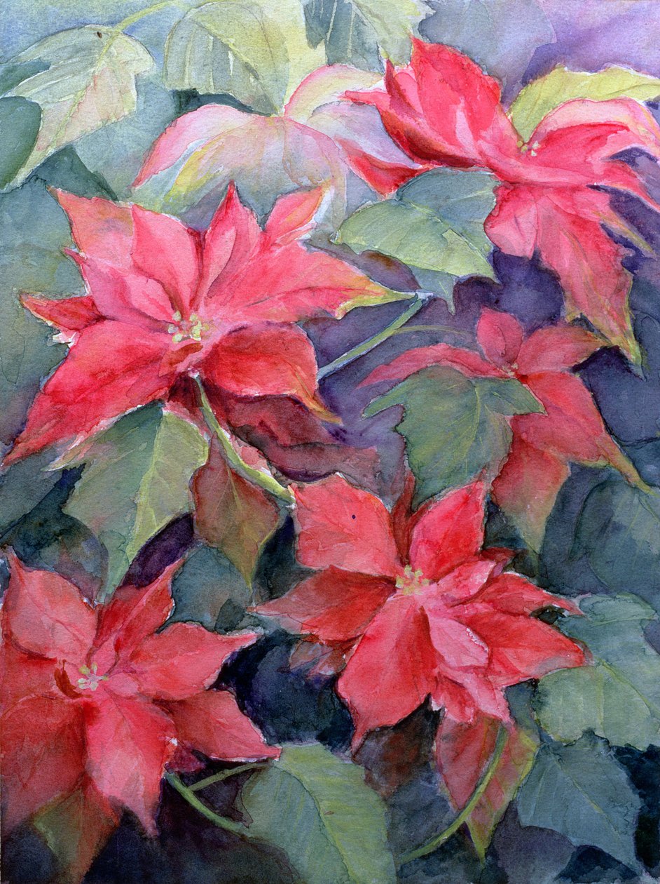 poinsettia द्वारा करेन शमन