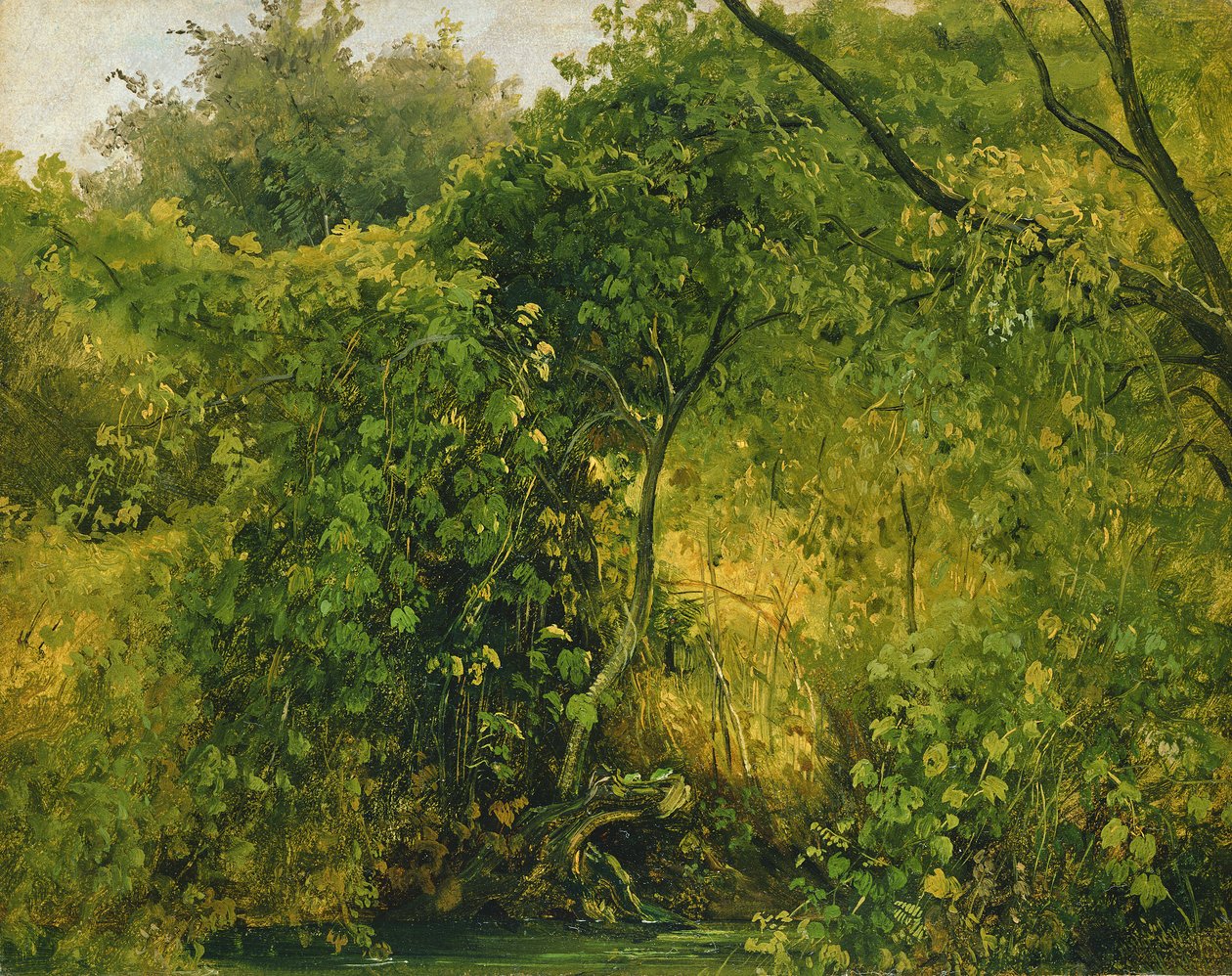 पिलिट्ज़ में बुश, सी .1818-28 (कागज पर तेल) द्वारा कार्ल गुस्ताव कारुस