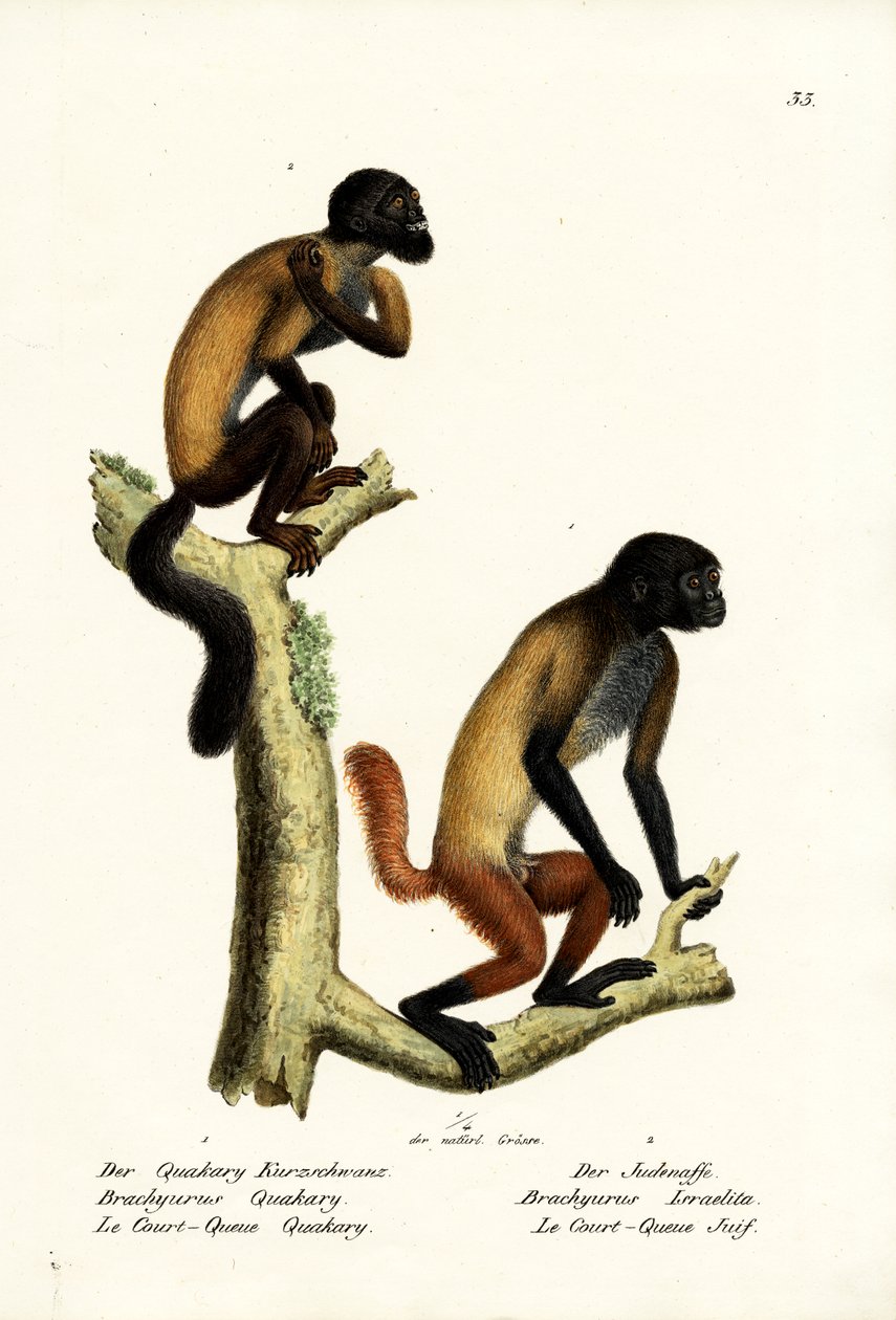दाढ़ी वाले साकी, 1824 द्वारा कार्ल जोसेफ ब्रोड्टमैन