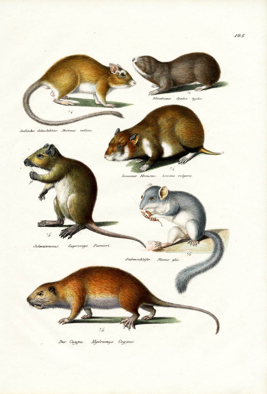 ब्लाइंडमोल, 1824 द्वारा कार्ल जोसेफ ब्रोड्टमैन