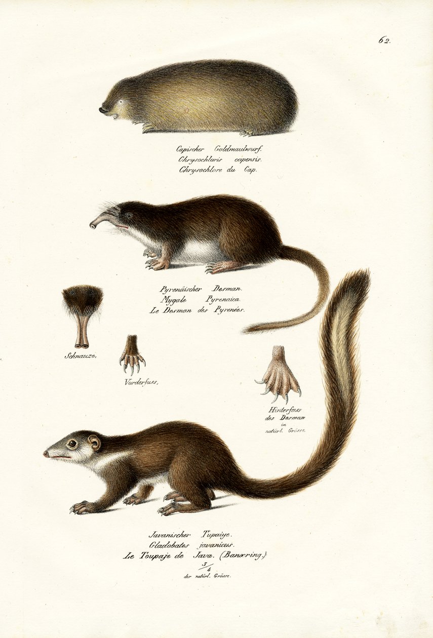 केप गोल्डन मोल, 1824 द्वारा कार्ल जोसेफ ब्रोड्टमैन