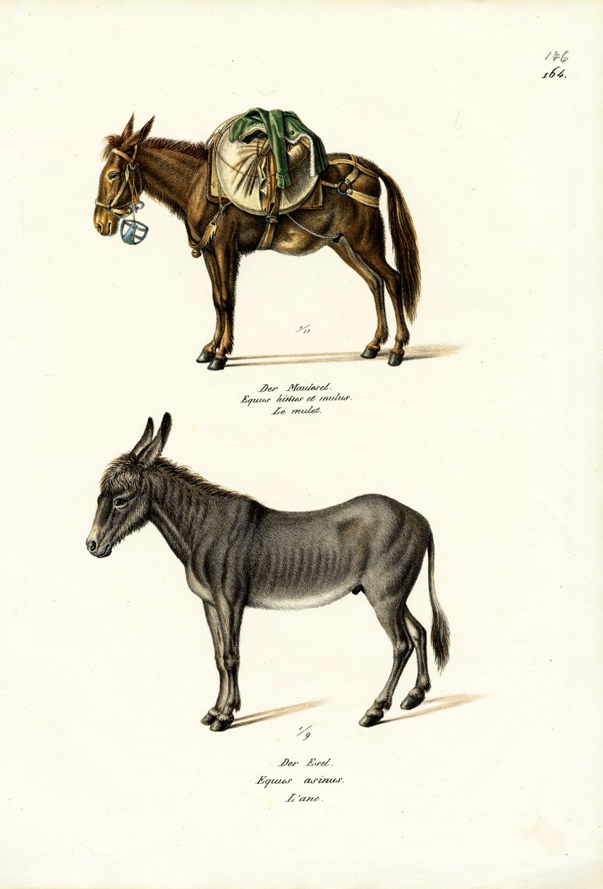 गधा, 1824 द्वारा कार्ल जोसेफ ब्रोड्टमैन