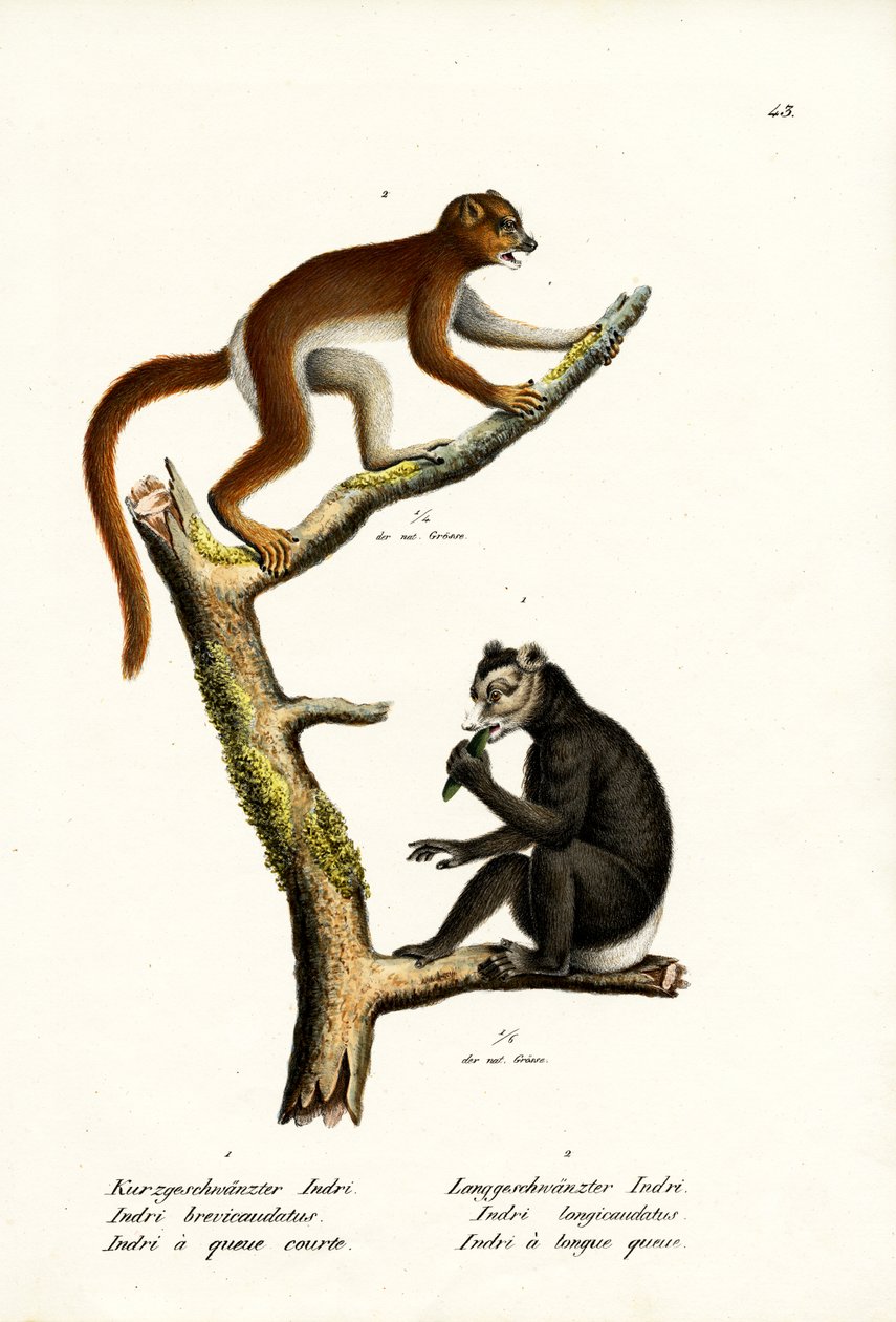 लार्ज शॉर्ट-टेल्ड लेमुर, 1824 द्वारा कार्ल जोसेफ ब्रोड्टमैन