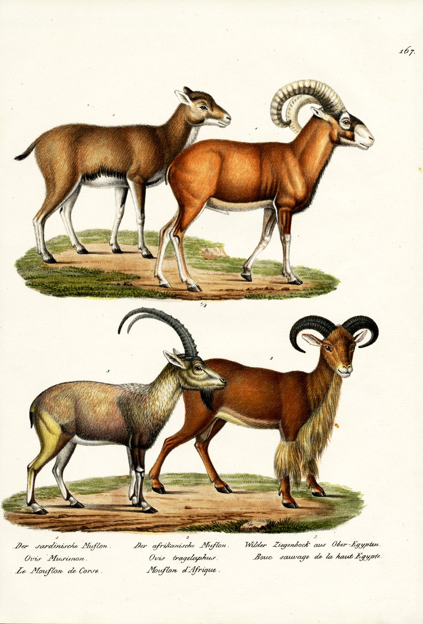 मौफलन, 1824 द्वारा कार्ल जोसेफ ब्रोड्टमैन