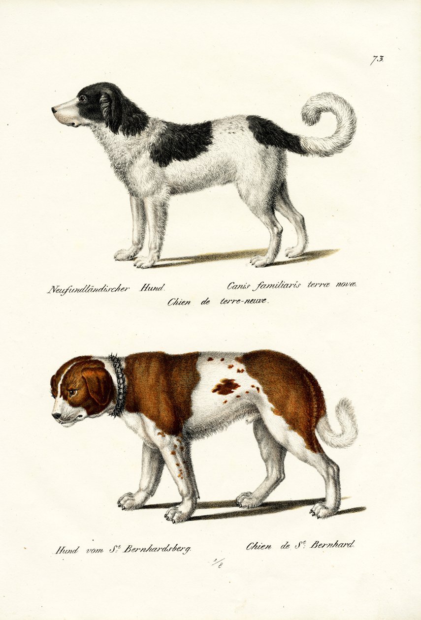 न्यूफ़ाउंडलैंड डॉग, 1824 द्वारा कार्ल जोसेफ ब्रोड्टमैन