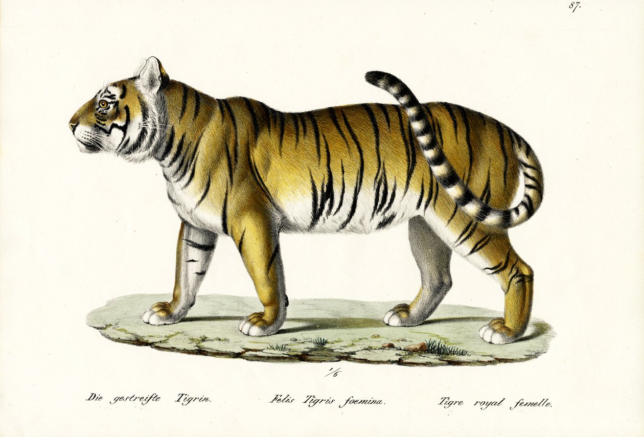 रॉयल टाइगर, 1824 द्वारा कार्ल जोसेफ ब्रोड्टमैन