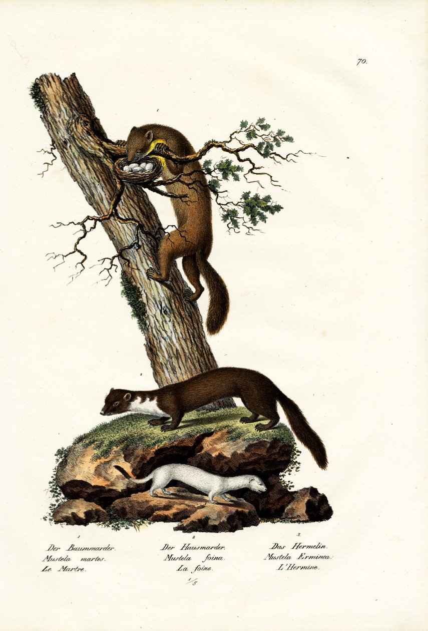 स्वीट मार्टन, 1824 द्वारा कार्ल जोसेफ ब्रोड्टमैन