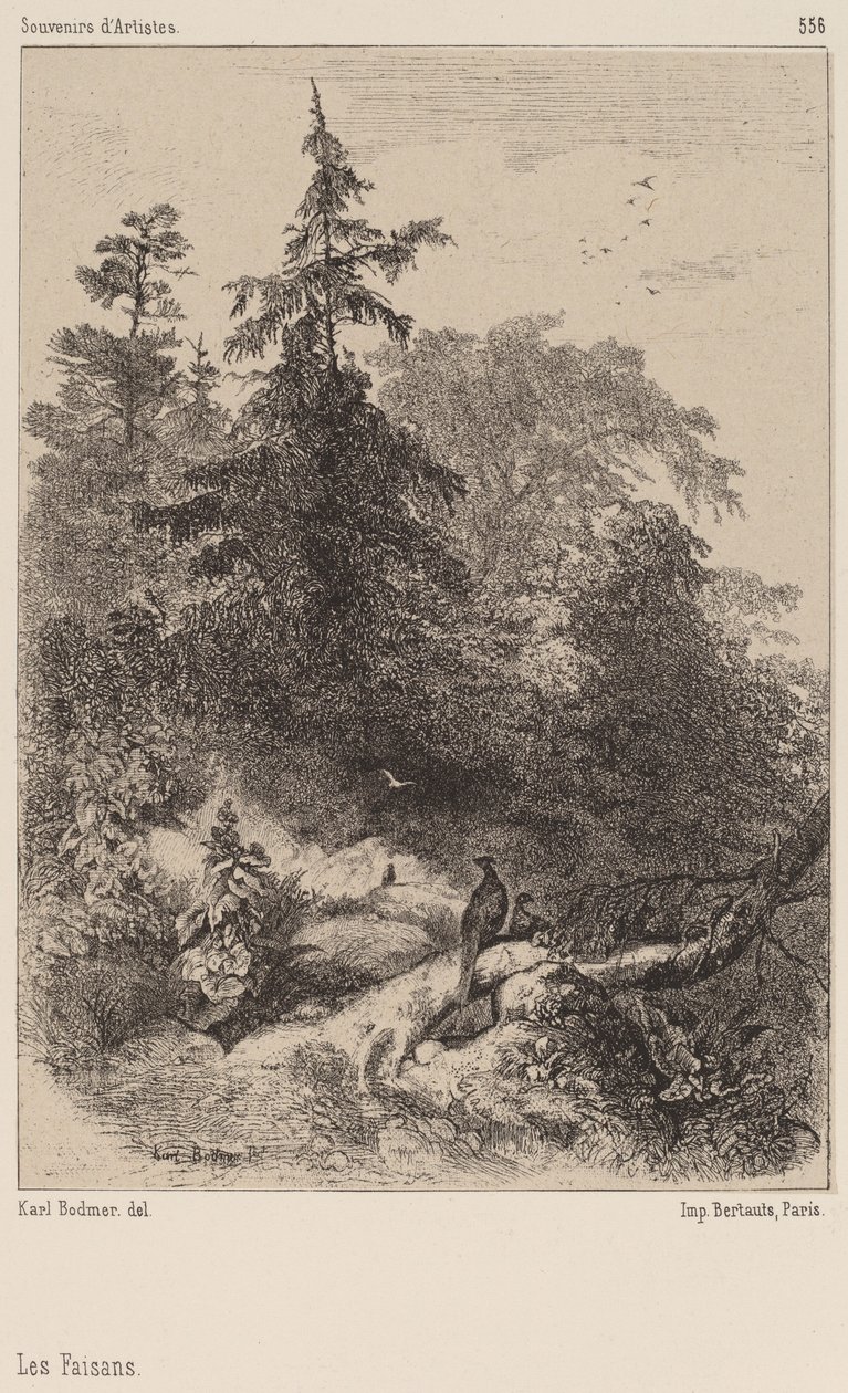 तीतर। द्वारा कार्ल बॉडर