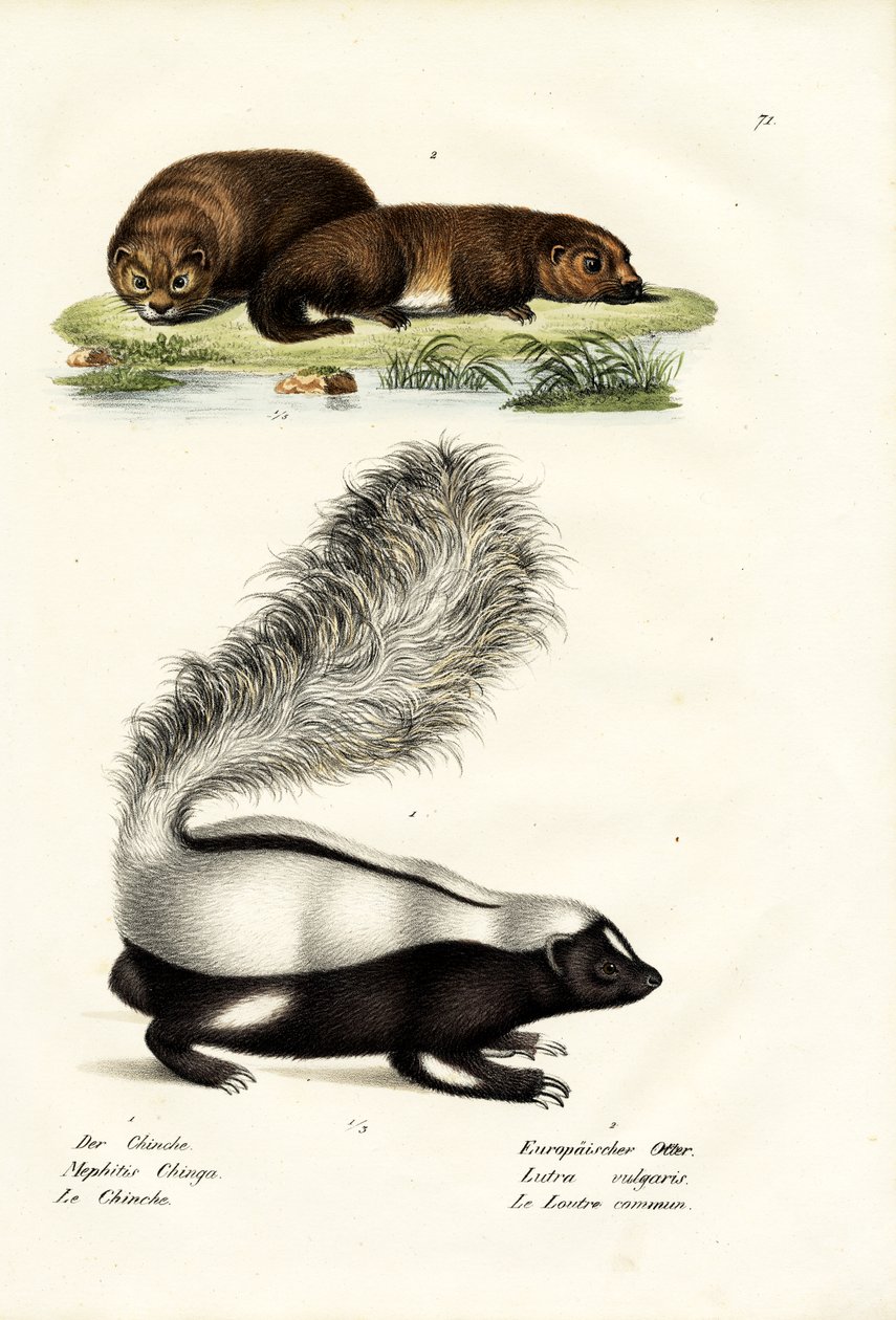 मोलिना का हॉग-नोज्ड स्कंक, 1824 द्वारा कार्ल जोसेफ ब्रोड्टमैन