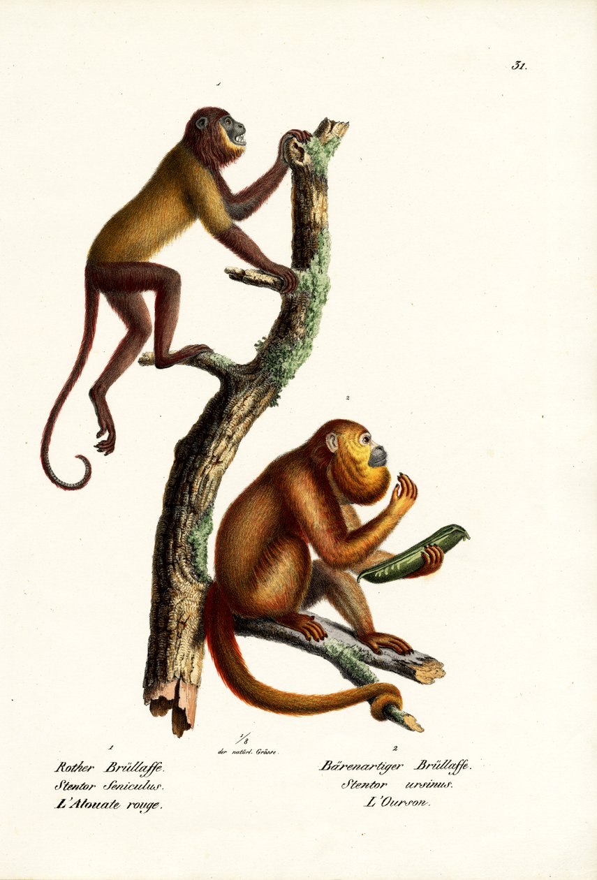 रेड हाउलर बंदर, 1824 द्वारा कार्ल जोसेफ ब्रोड्टमैन