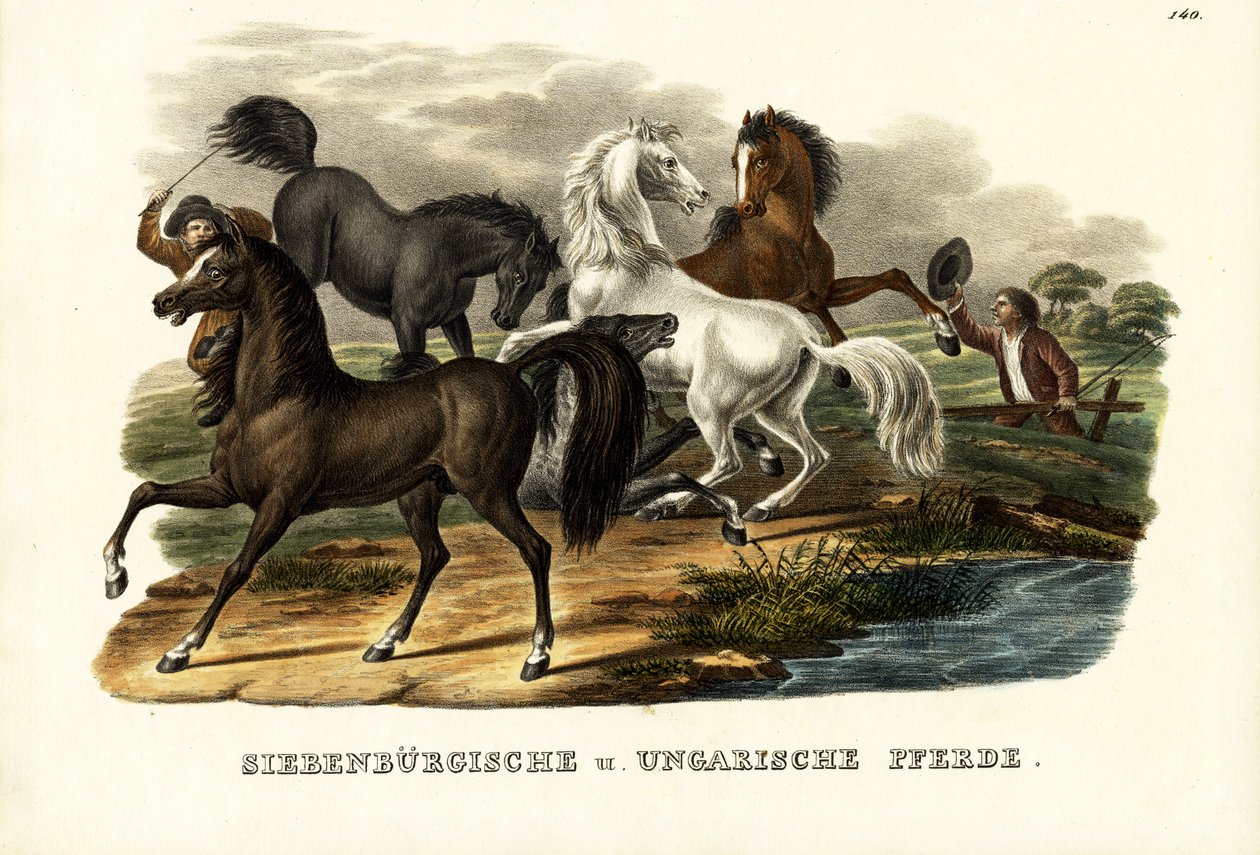 ट्रांसिल्वेनियन और हंगेरियन घोड़े, 1824 द्वारा कार्ल जोसेफ ब्रोड्टमैन