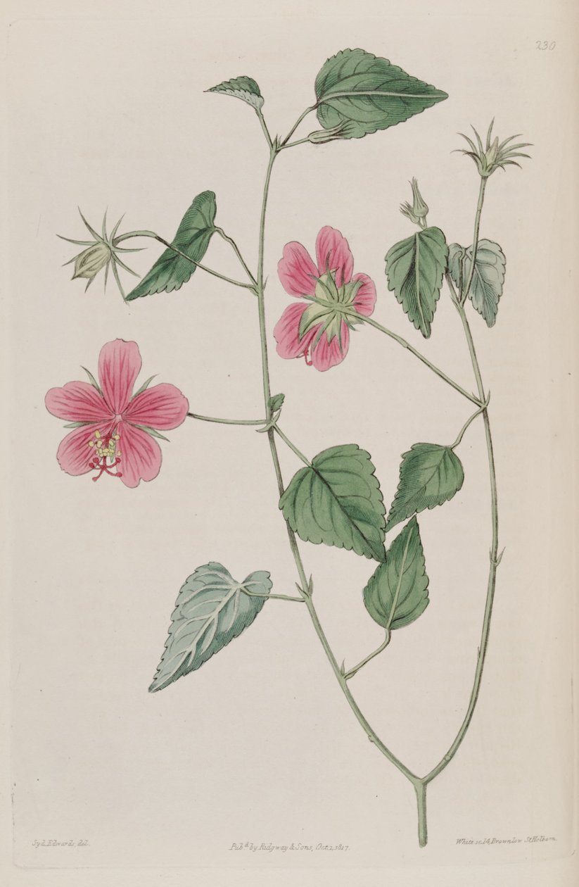Hibiscus_phoeniceus द्वारा केर गावलर