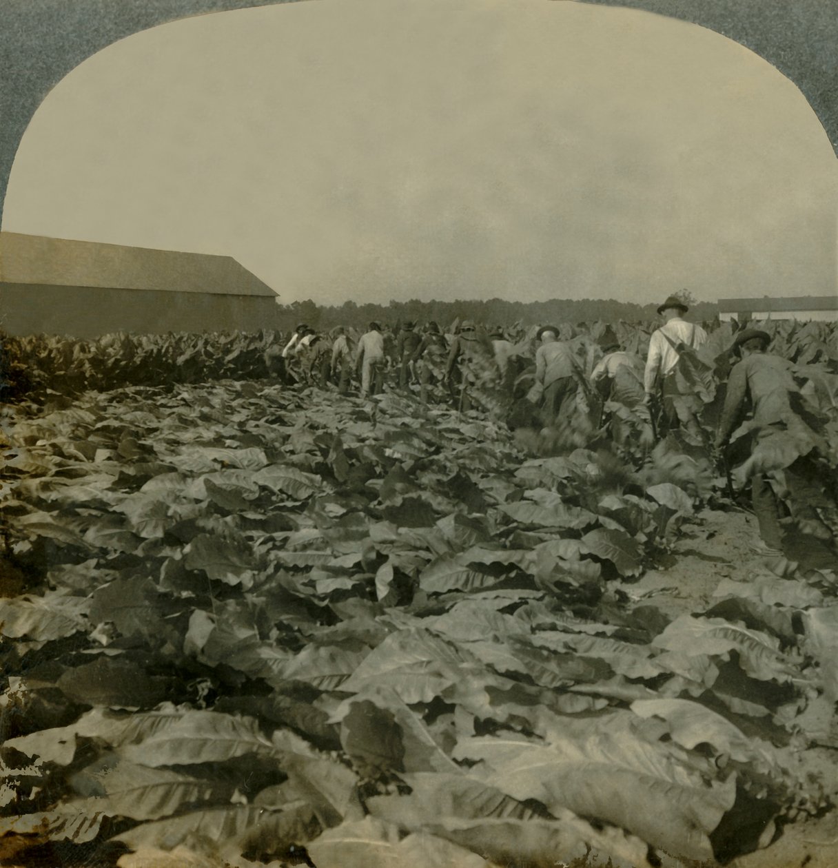 कटिंग टोबैको, केंटकी, यूएसए, 1904। द्वारा कीस्टोन व्यू कंपनी