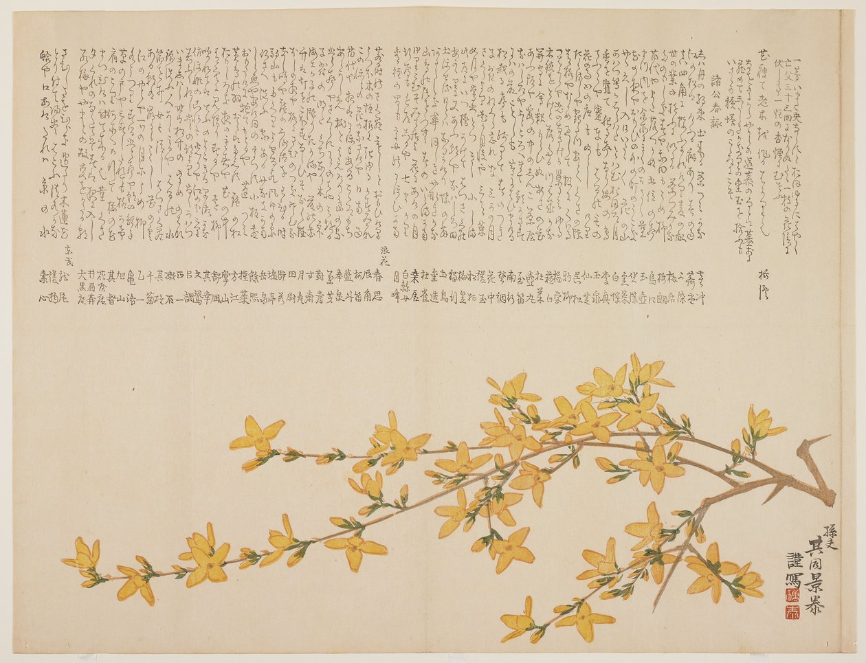 जापानी येलो रोज़ या यामाबुकी, c.1818-29 (कलर वुडब्लॉक प्रिंट) द्वारा बच्चा काग्यासू