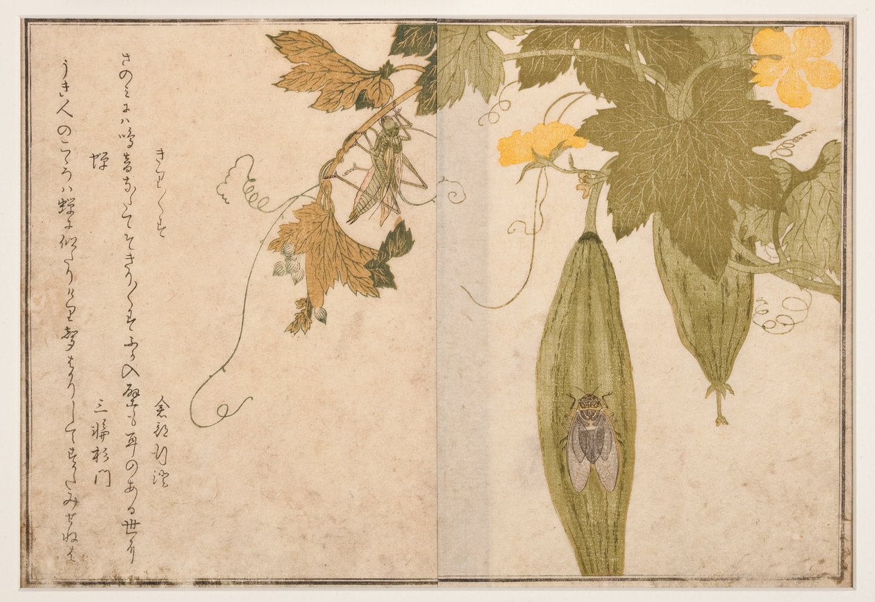 सिकाडा पर सिंगिंग क्रिकेट, 1788 (वुडब्लॉक) द्वारा किटगावा उतामारो