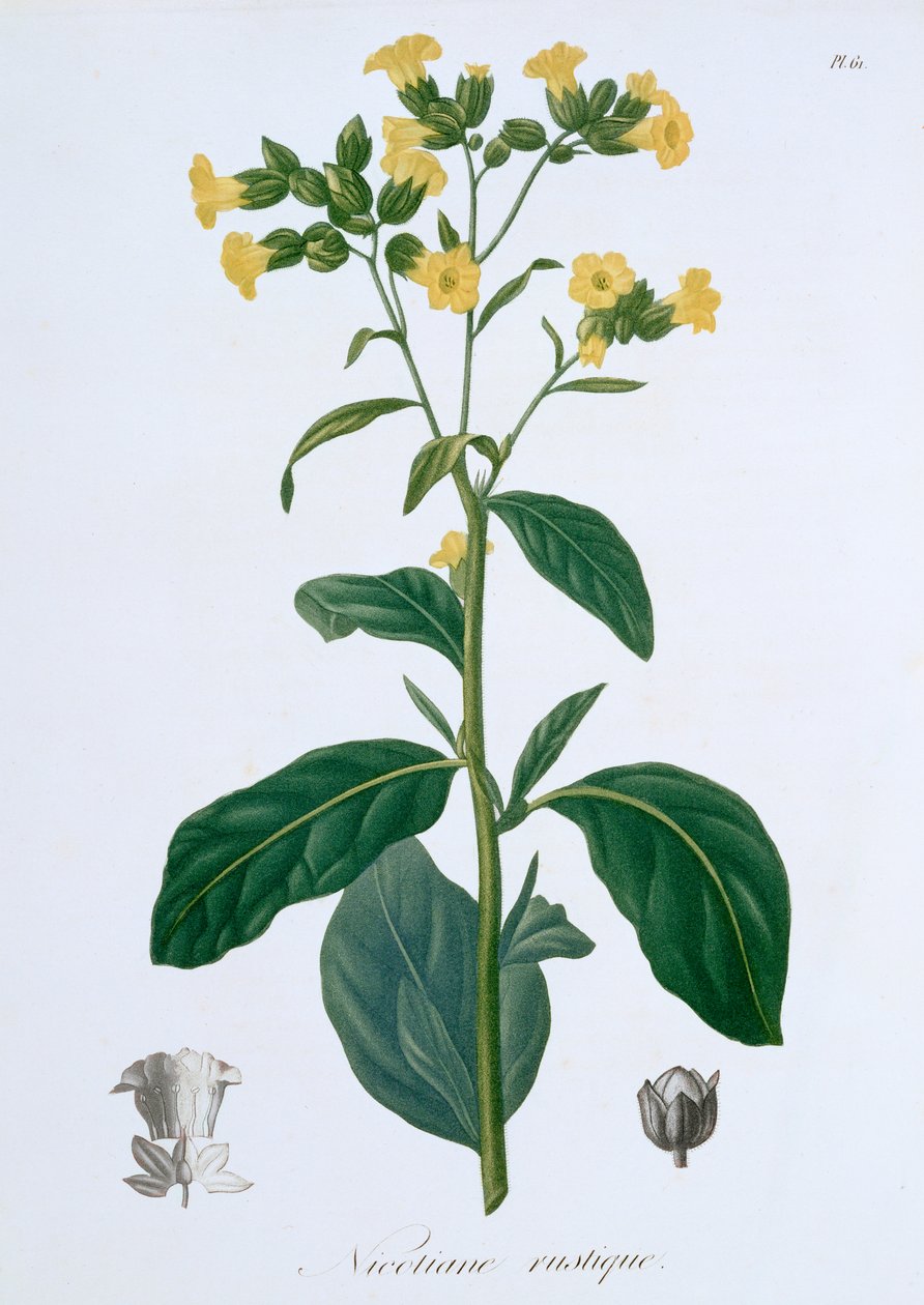 निकोटियाना तंबाकू, 1821 द्वारा एलएफजे होक्वार्ट