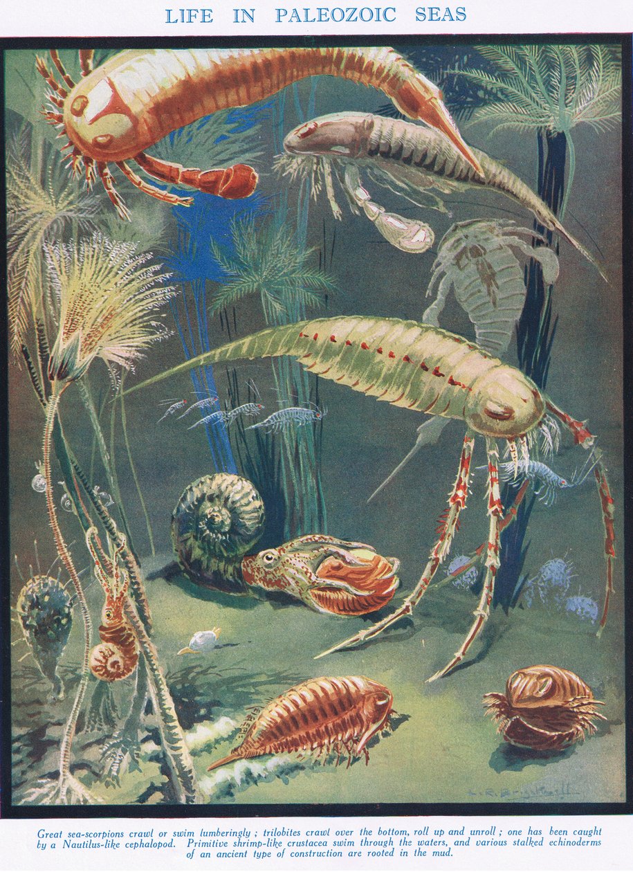 Paleozoic समुद्र में जीवन, &39;जीवन का विज्ञान&39; से चित्रण द्वारा लियोनार्ड रॉबर्ट ब्राइटवेल