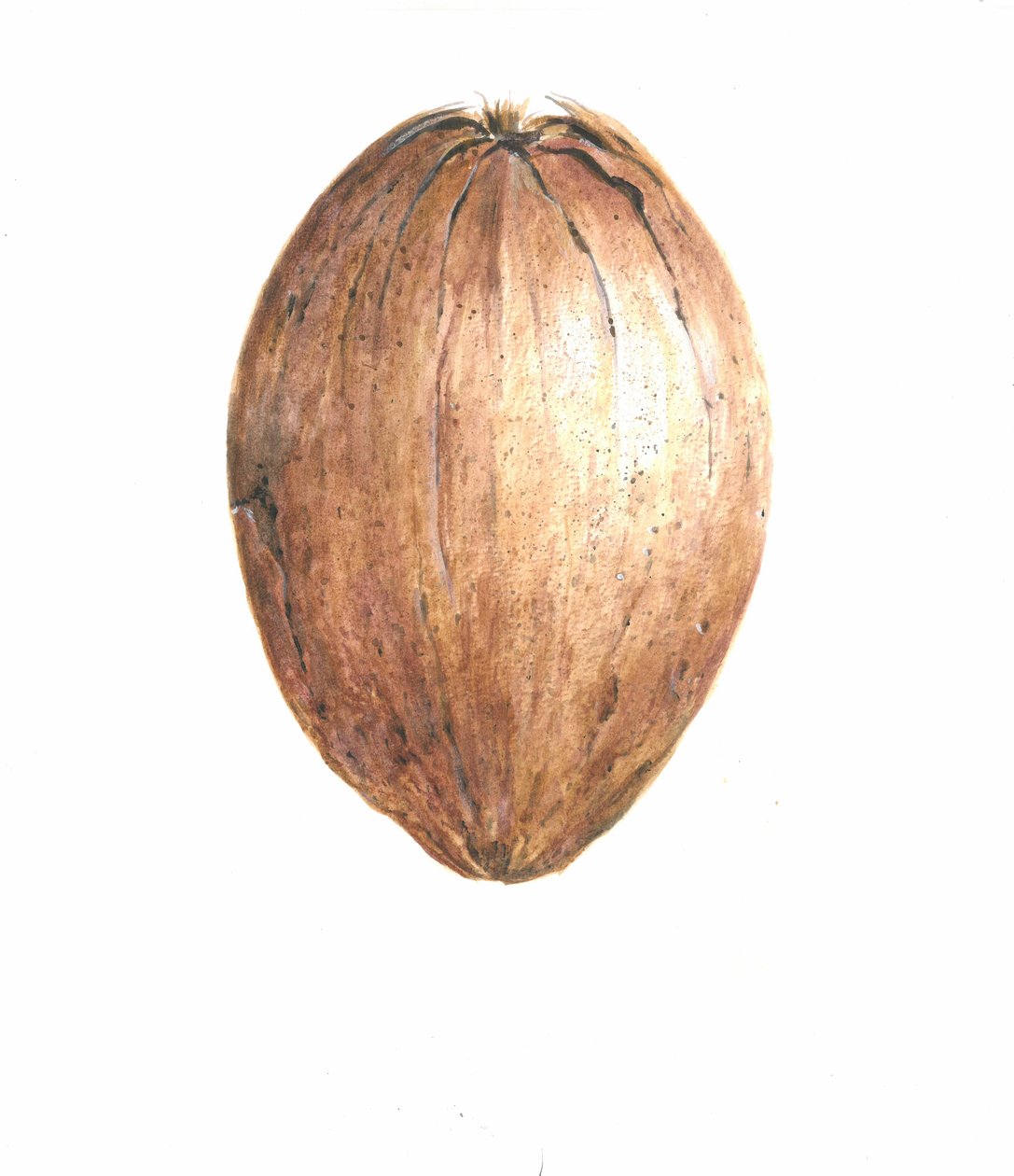 नारियल, 2015 द्वारा लिंकन सेलिगमैन