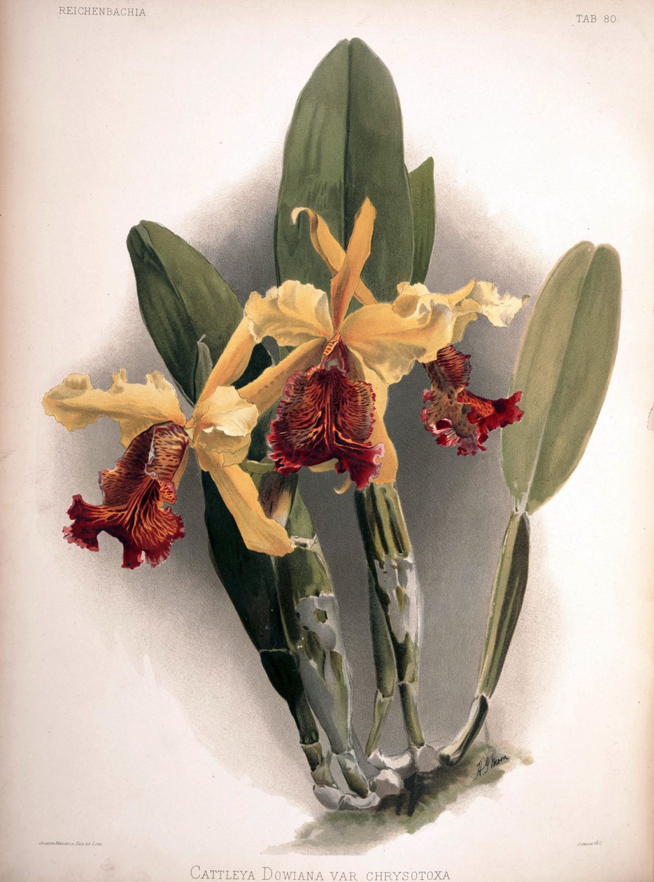 Cattleya dowiana var। aurea syn के रूप में। chrysotoxa द्वारा लंदन एच। सोथेरन एंड कंपनी