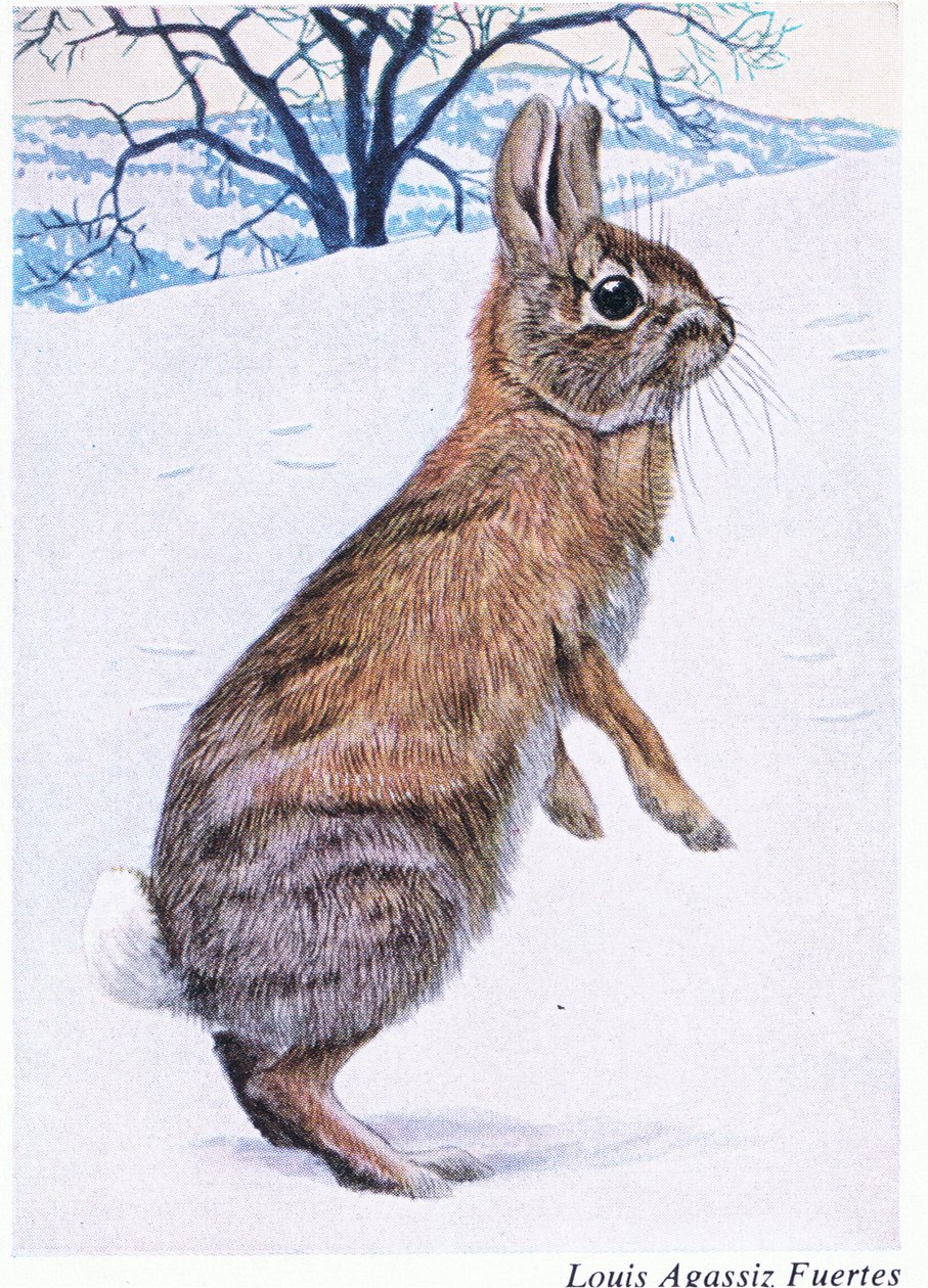एक सावधान Cottontail द्वारा लुइस अगासिज़ फुर्टेस