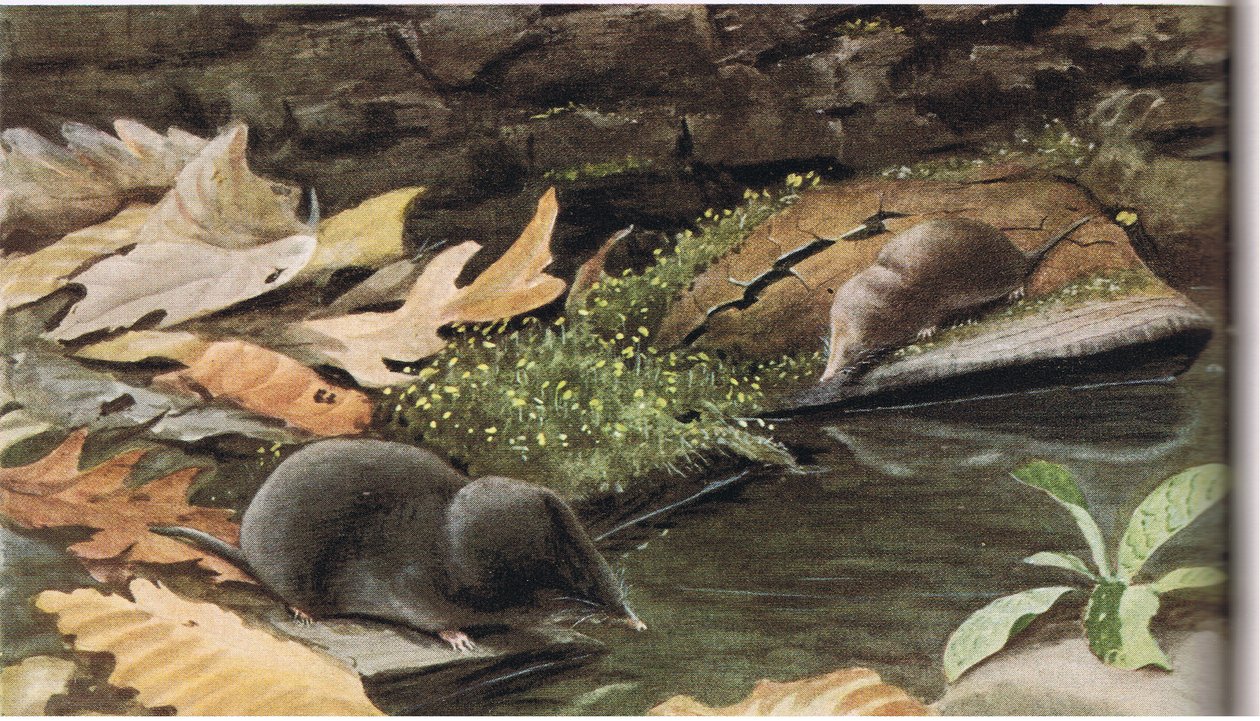 शॉर्ट टेल्ड श्रु ने und Common Shrew द्वारा लुइस अगासिज़ फुर्टेस