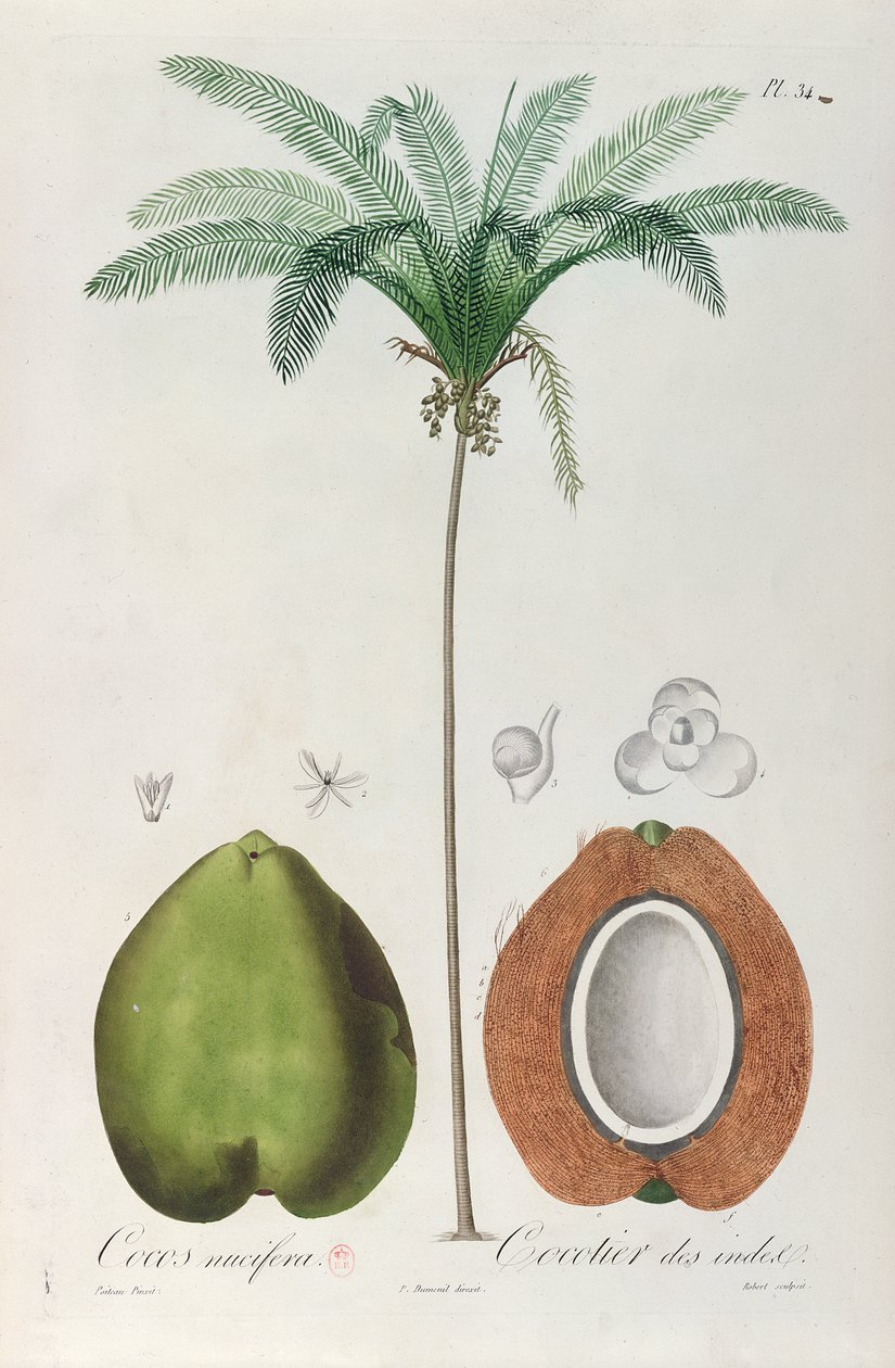 फ्रैंकोइस रिचर्ड डी तुसैक, 1808 द्वारा &39;फ्लॉर डेस एंटिल्स&39; से नारियल और नारियल का पेड़ (पाम ट्री) द्वारा लुई मिशेल डूमनील