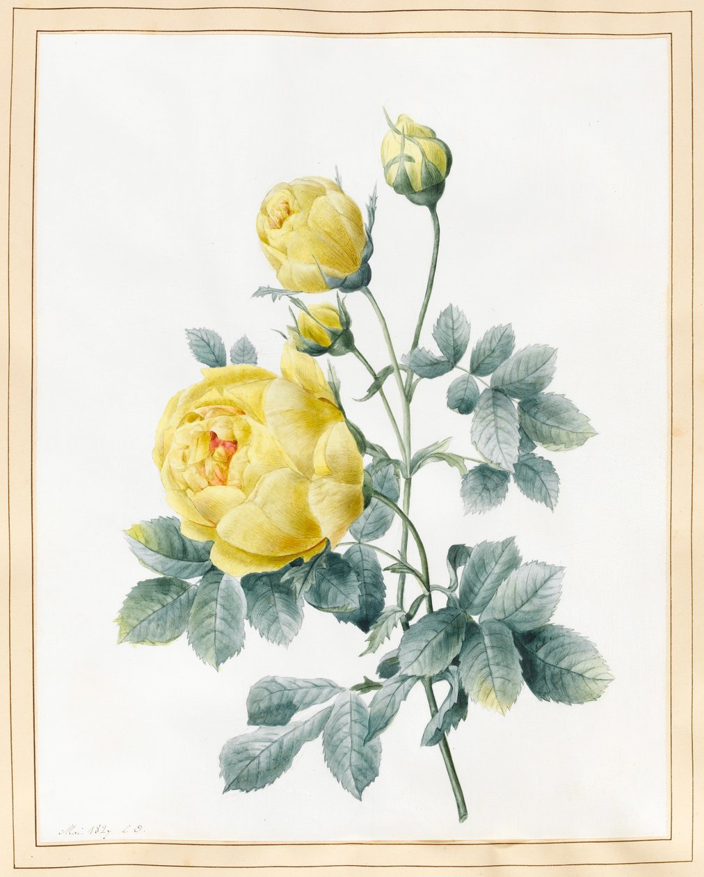 पीला गुलाब, 1827 (वेल्लम पर wc) द्वारा लुईस डॉकरेन्स
