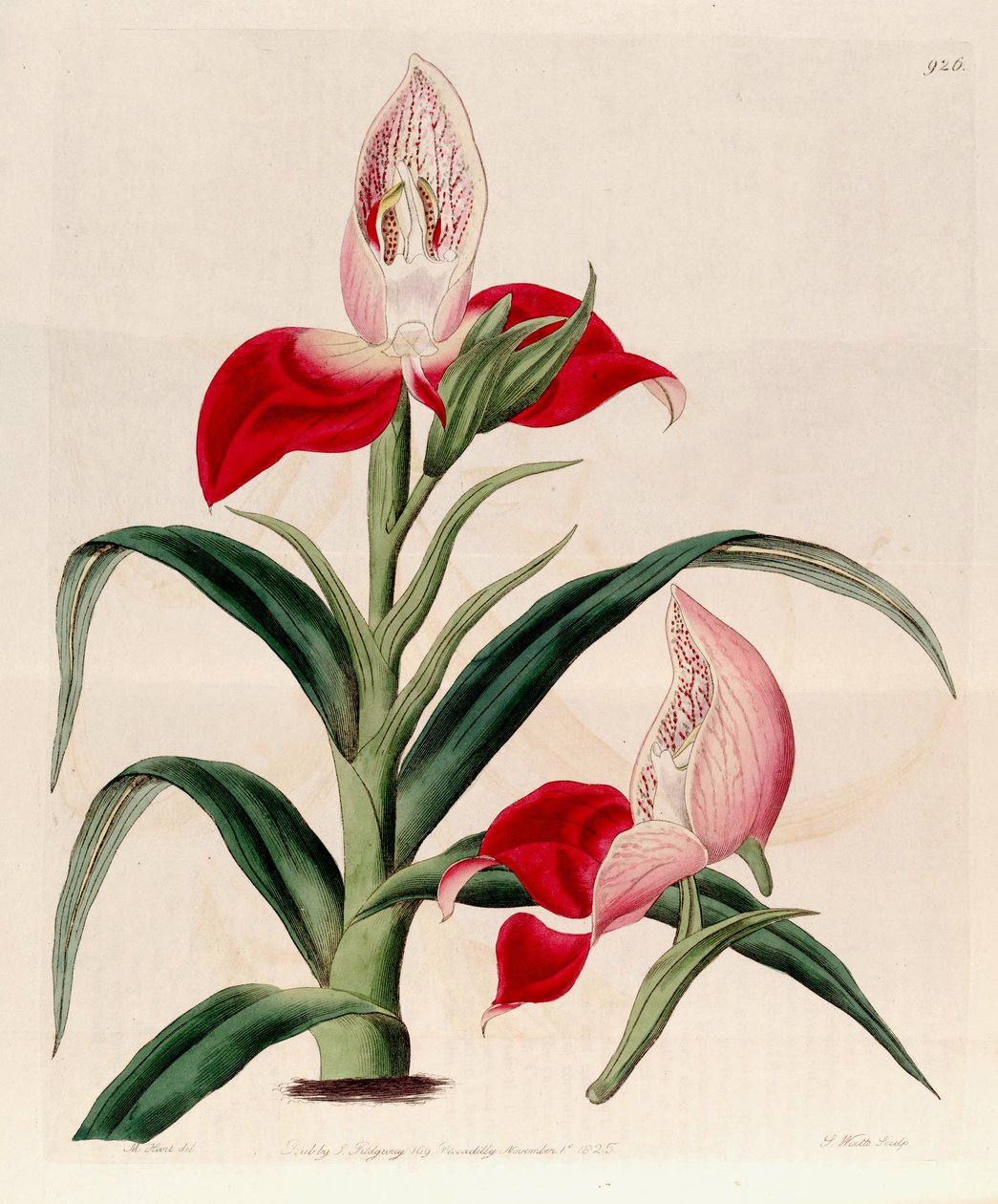 Disa uniflora का चित्रण (syn के रूप में। Disa grandiflora) द्वारा एम। हार्ट