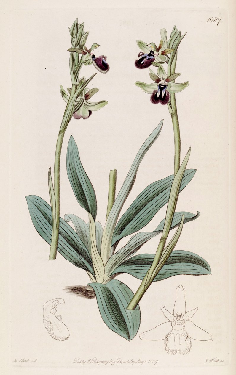 Ophrys sphegodes उप-चित्रण का चित्रण। एट्रेट द्वारा एम। हार्ट