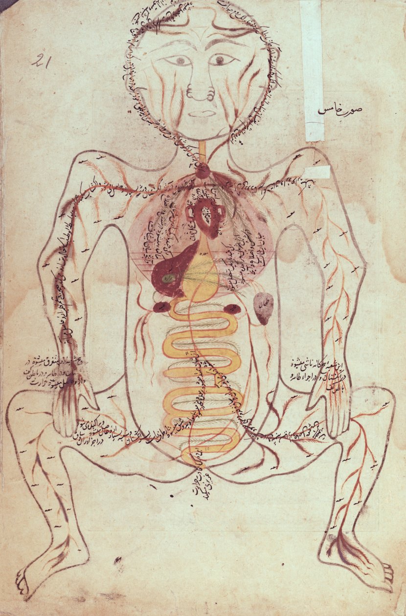 सुश्री पर्सन 1555 मानव संचार और पाचन तंत्र का शारीरिक चित्र, c.1425-50 द्वारा मंसूर बी। एलियास चिरज़ी
