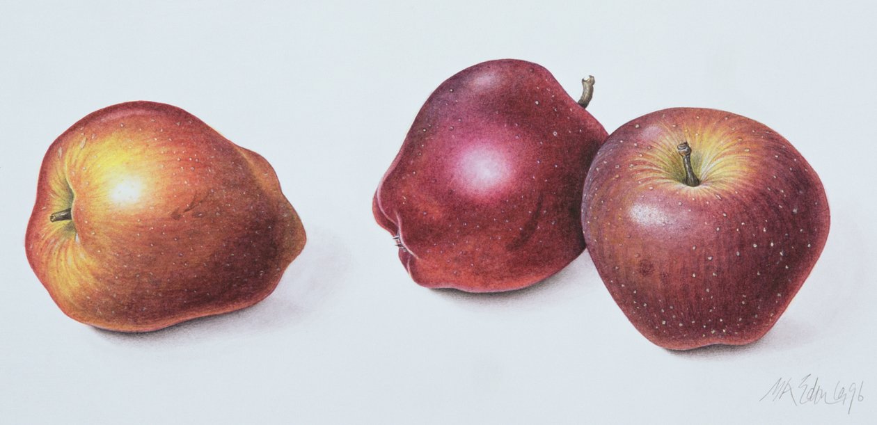 लाल सेब, 1996 (कागज पर wc) द्वारा मार्गरेट एन ईडन