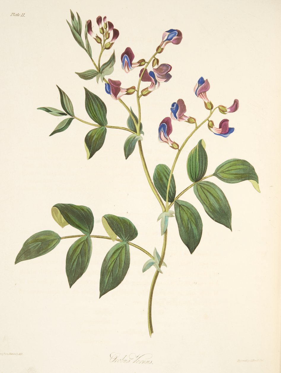 स्प्रिंग ओरोबस, सीजन्स के फ्लोरल इलस्ट्रेशन से, पब से। 1829 (हाथ के रंग का उत्कीर्णन) द्वारा मार्गरेट रोसको