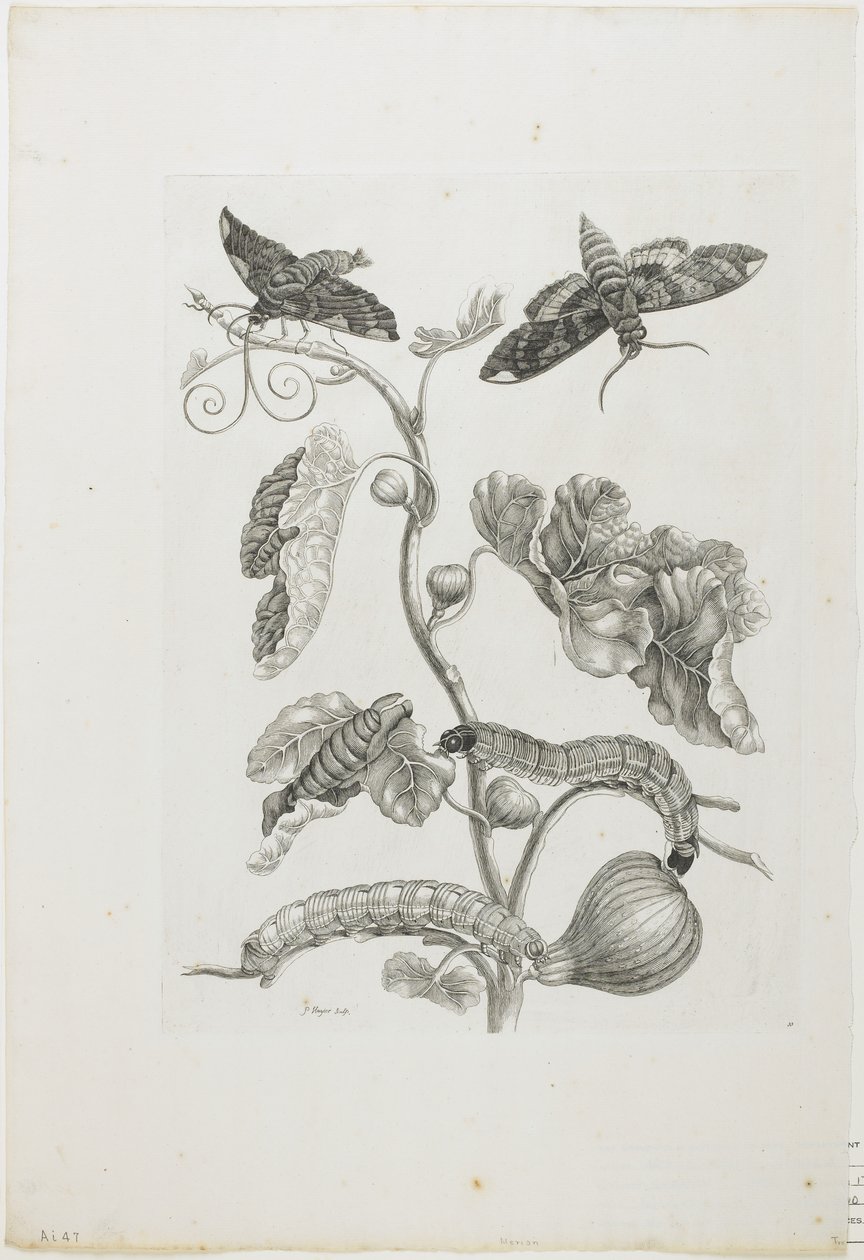 तितलियाँ, कैटरपिलर और प्लांट, 1705-71 (नक्काशी नक्काशी) द्वारा मारिया सिबला मेरियन