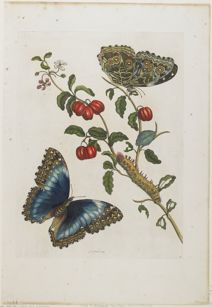ग्रेट ब्लू तितलियों और लाल फल, 1705-71 (हाथ से नक्काशी वाली नक्काशी) द्वारा मारिया सिबला मेरियन