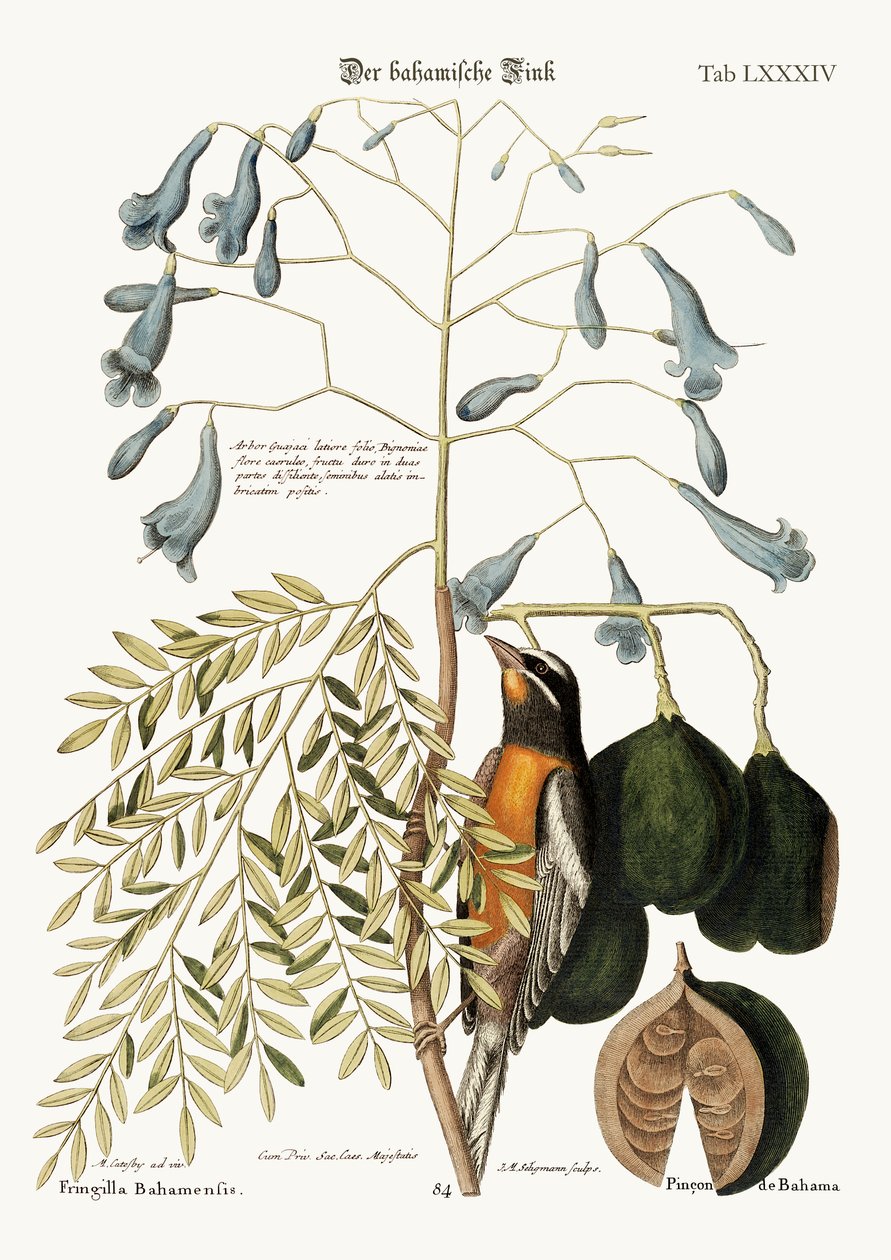 बहामा फिंच, 1749-73 द्वारा मार्क केट्सबी