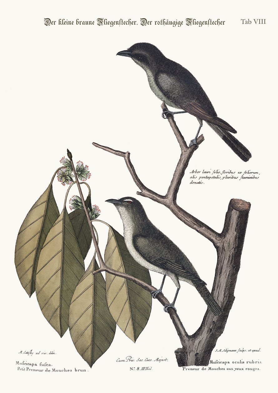 छोटा भूरा फ्लाईकैचर। रेड-आइड फ्लाईकैचर, 1749-73 द्वारा मार्क केट्सबी