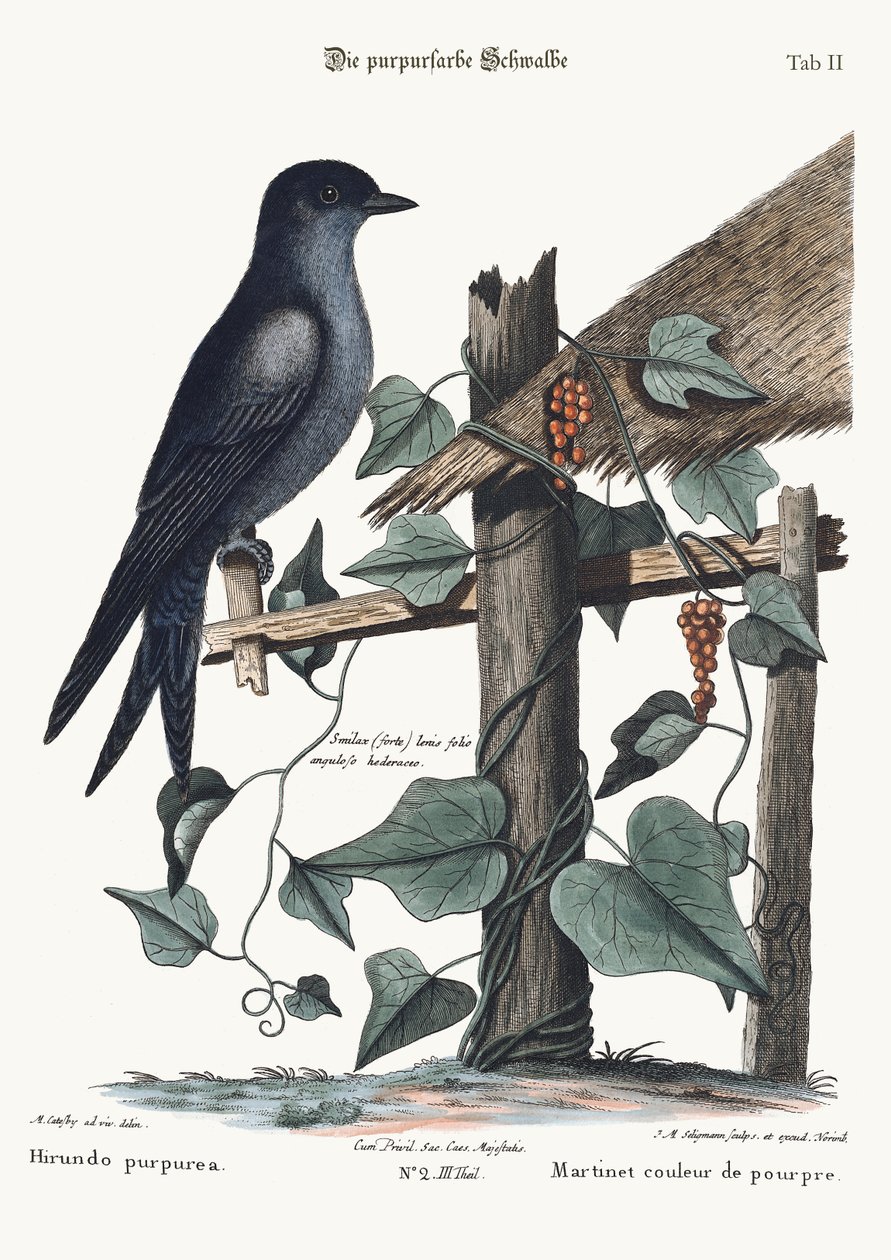 बैंगनी मार्टिन, 1749-73 द्वारा मार्क केट्सबी