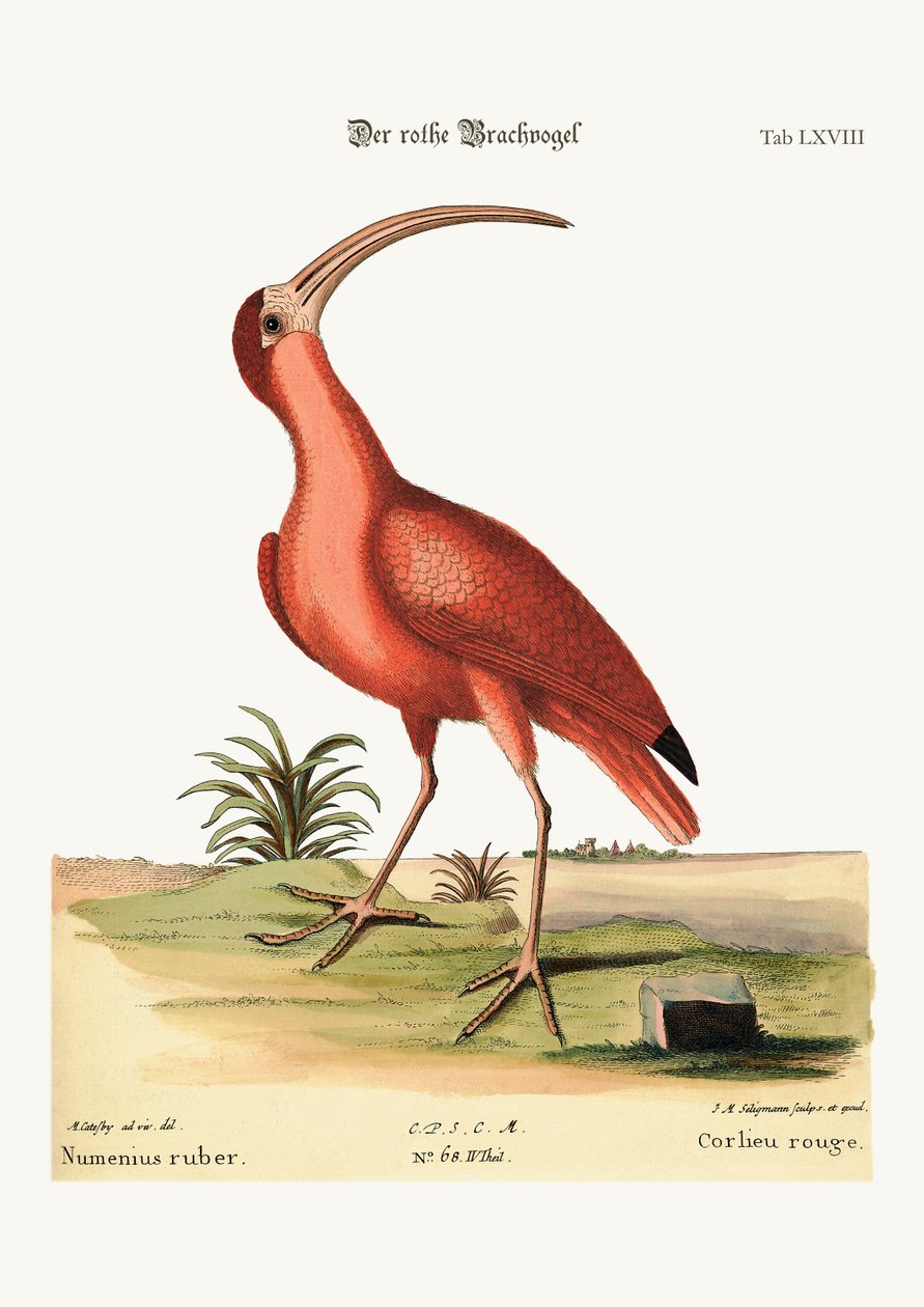 द रेड कर्ल, 1749-73 द्वारा मार्क केट्सबी