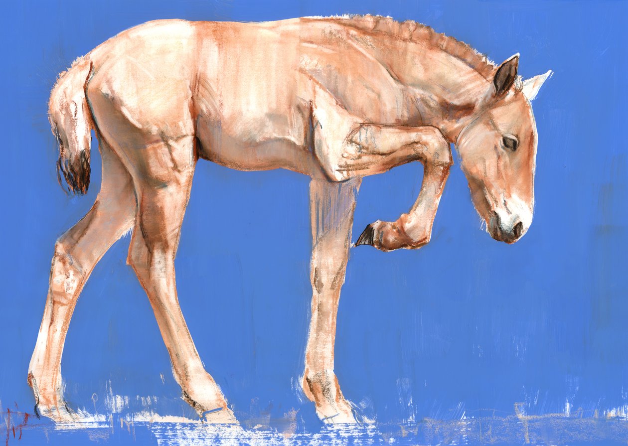 प्रेज़वल्स्की फ़ॉक, 2012, (मिश्रित मीडिया पेपर पर द्वारा मार्क एडलिंगटन