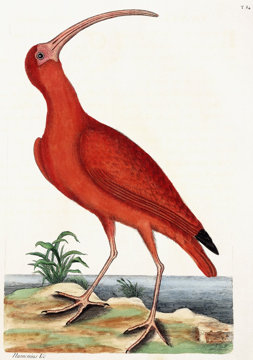 कर्लेव, न्यूमेनियस, 1771 द्वारा मार्क केट्सबी