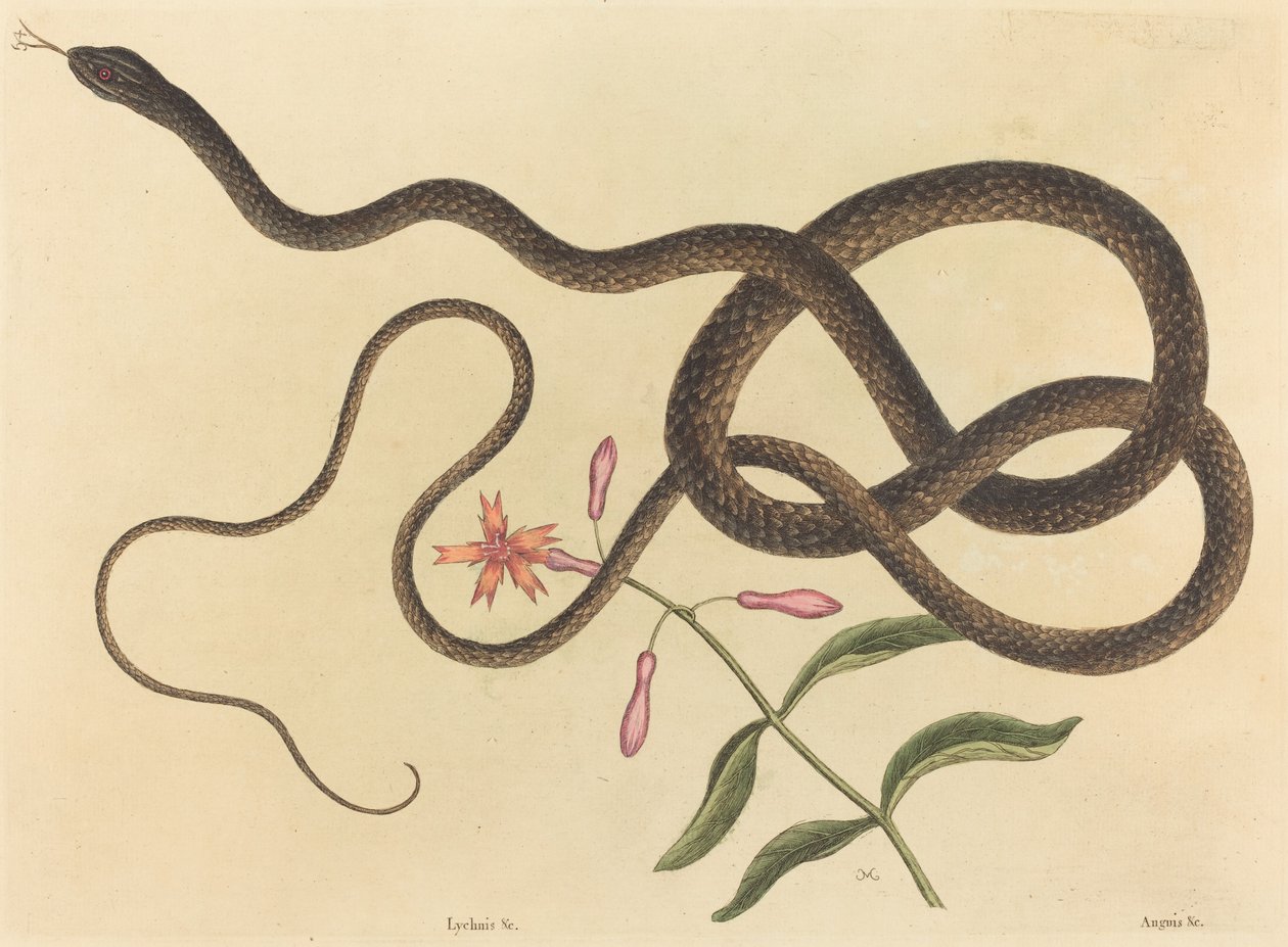 द कोच-व्हिप स्नेक कोलबेर फ्लैगेलम, 1731-1743 प्रकाशित। द्वारा मार्क केट्सबी