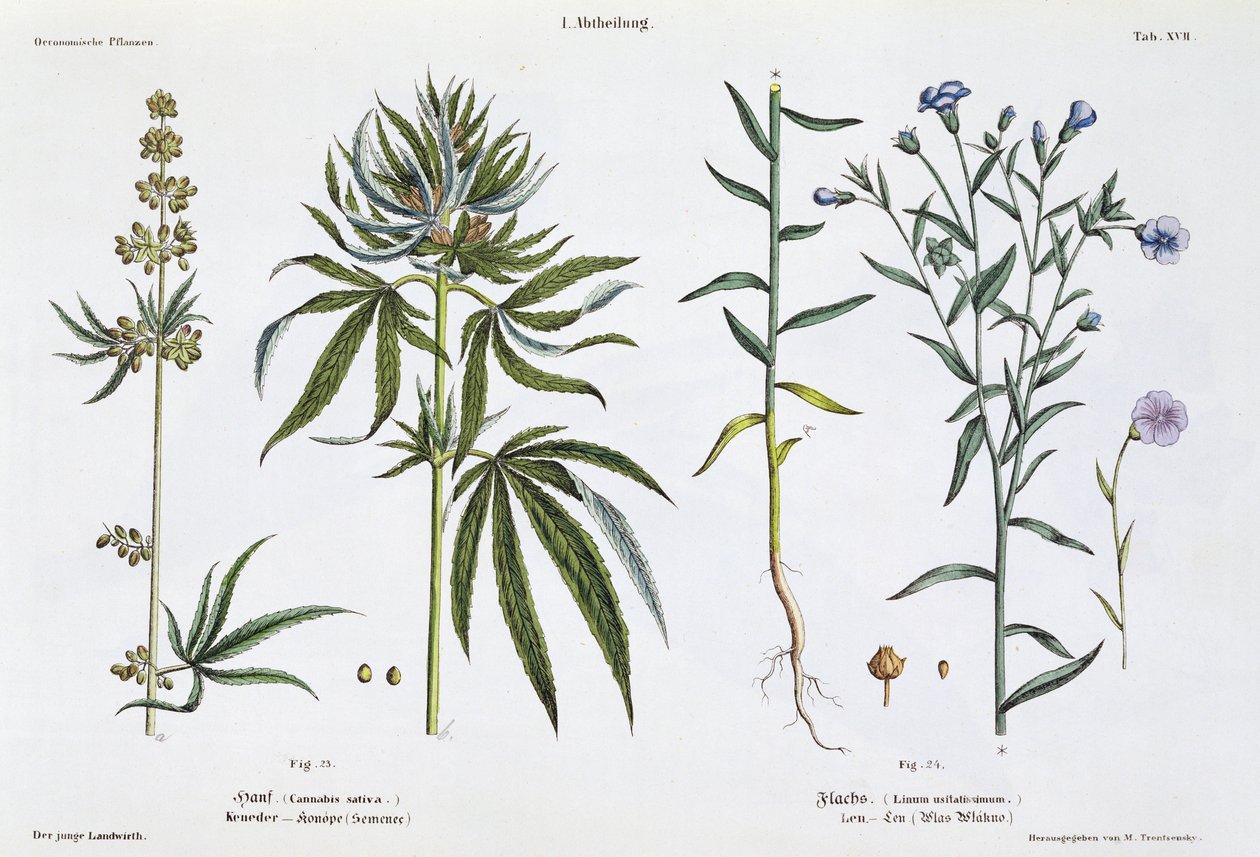 कैनबिस और फ्लैक्स, &39;द यंग लैंड्समैन&39; से, वियना, 1845 (हाथ से बने लिथो) प्रकाशित द्वारा मथायस ट्रेंटेन्स्की