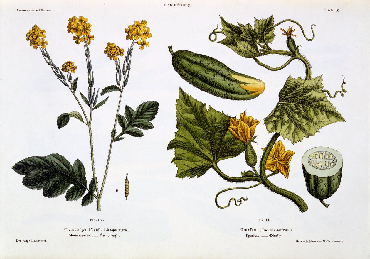 सिनापिस नाइग्रा (अंजीर 13), कुकुमिस सतिवस (अंजीर 14), &39;डेर जुनगे लैंडविर्थ&39; से, 1845 (हाथ से रंगी लिथो प्लेट) प्रकाशित द्वारा मथायस ट्रेंटेन्स्की